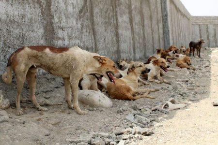 جولان سگ های ولگرد در کوچه و خیابان های شهر بندری و گردشگری بریس/ گلایه شدید شهروندان از وضع موجود